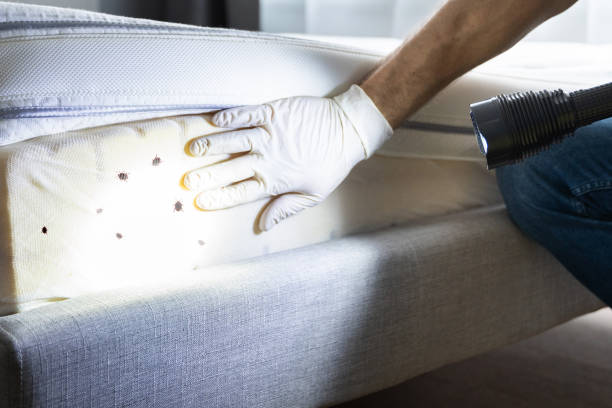 Best Local Pest Control Services  in Carrington, ND