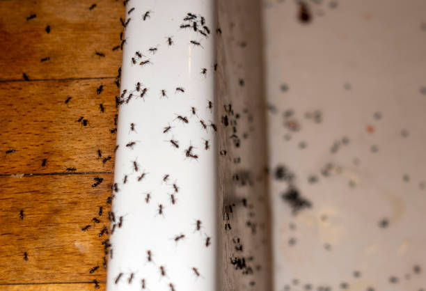 Best Local Pest Control Services  in Carrington, ND