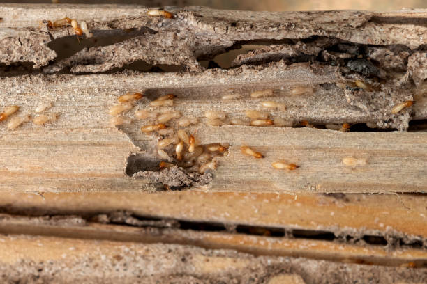 Best Spider Control Near Me  in Carrington, ND