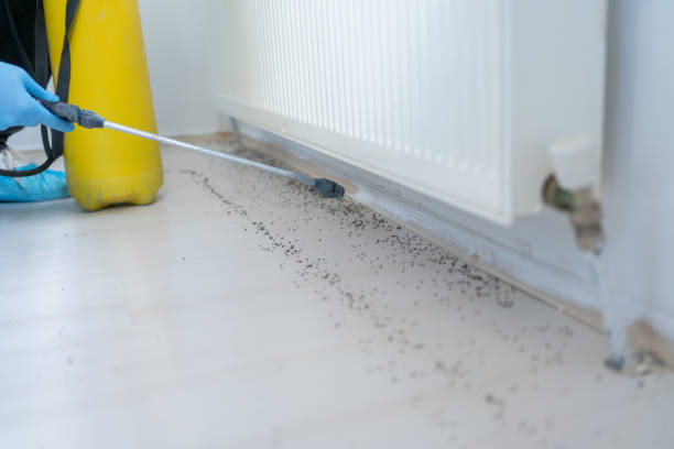 Flea Control Services in Carrington, ND